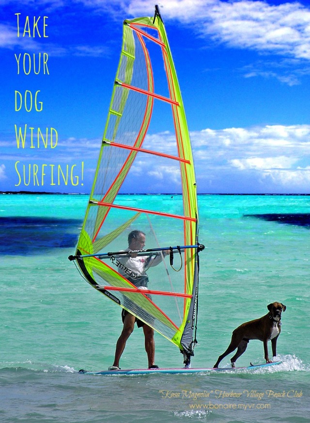 take your dog windsurfing